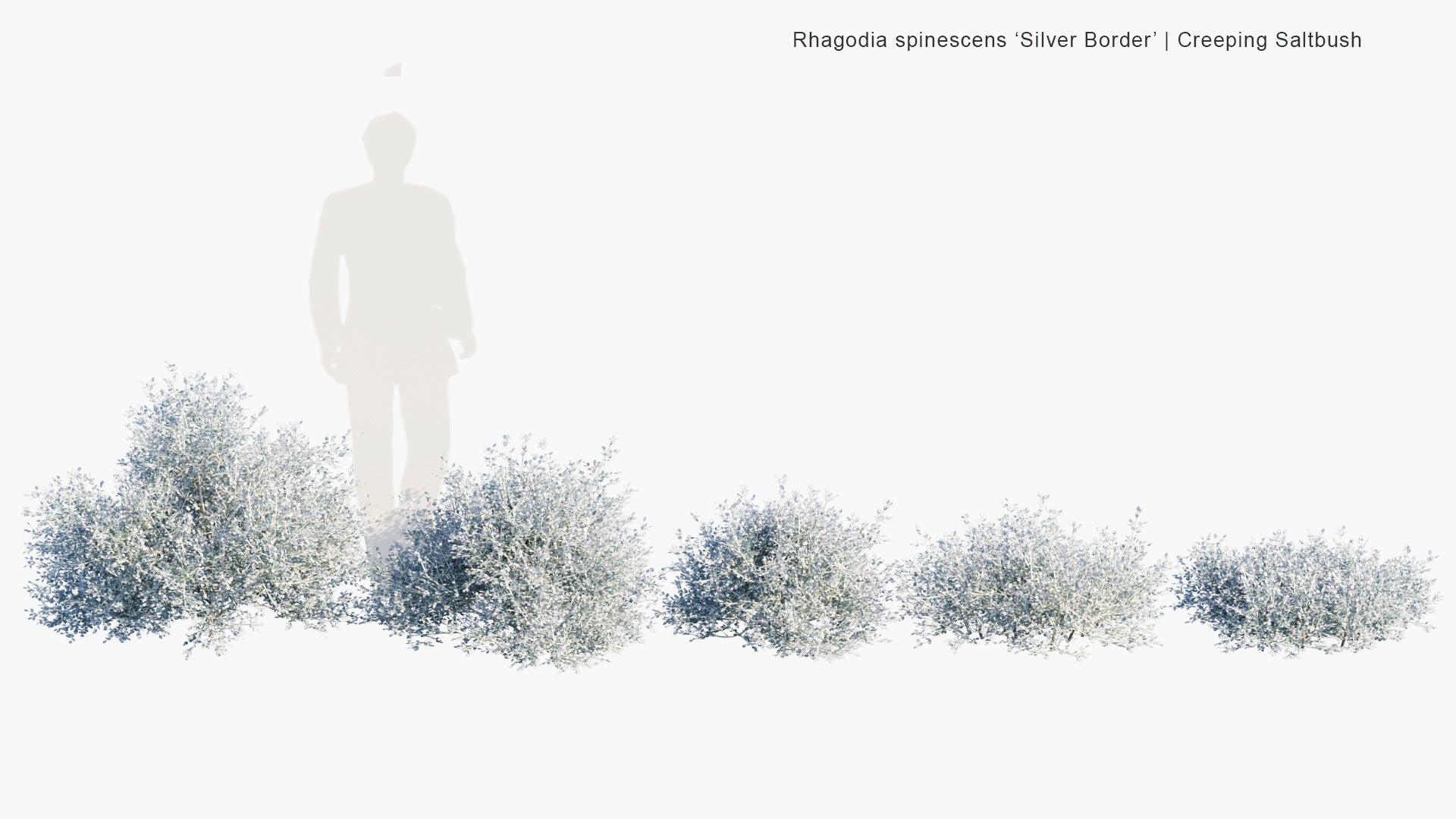 Low Poly Rhagodia Spinescens ‘Silver Border’ - Creeping Saltbush (3D Model)