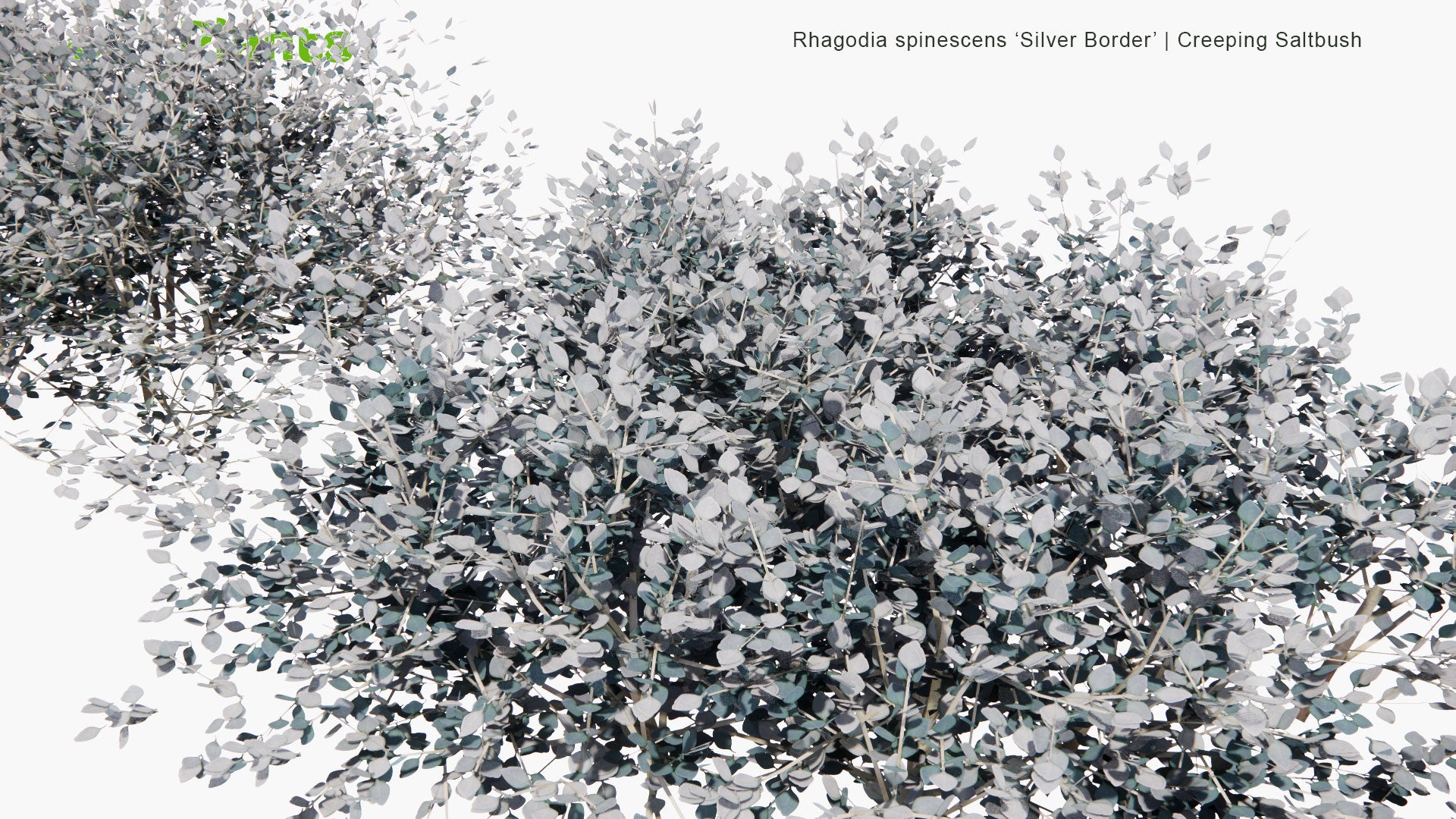 Low Poly Rhagodia Spinescens ‘Silver Border’ - Creeping Saltbush (3D Model)