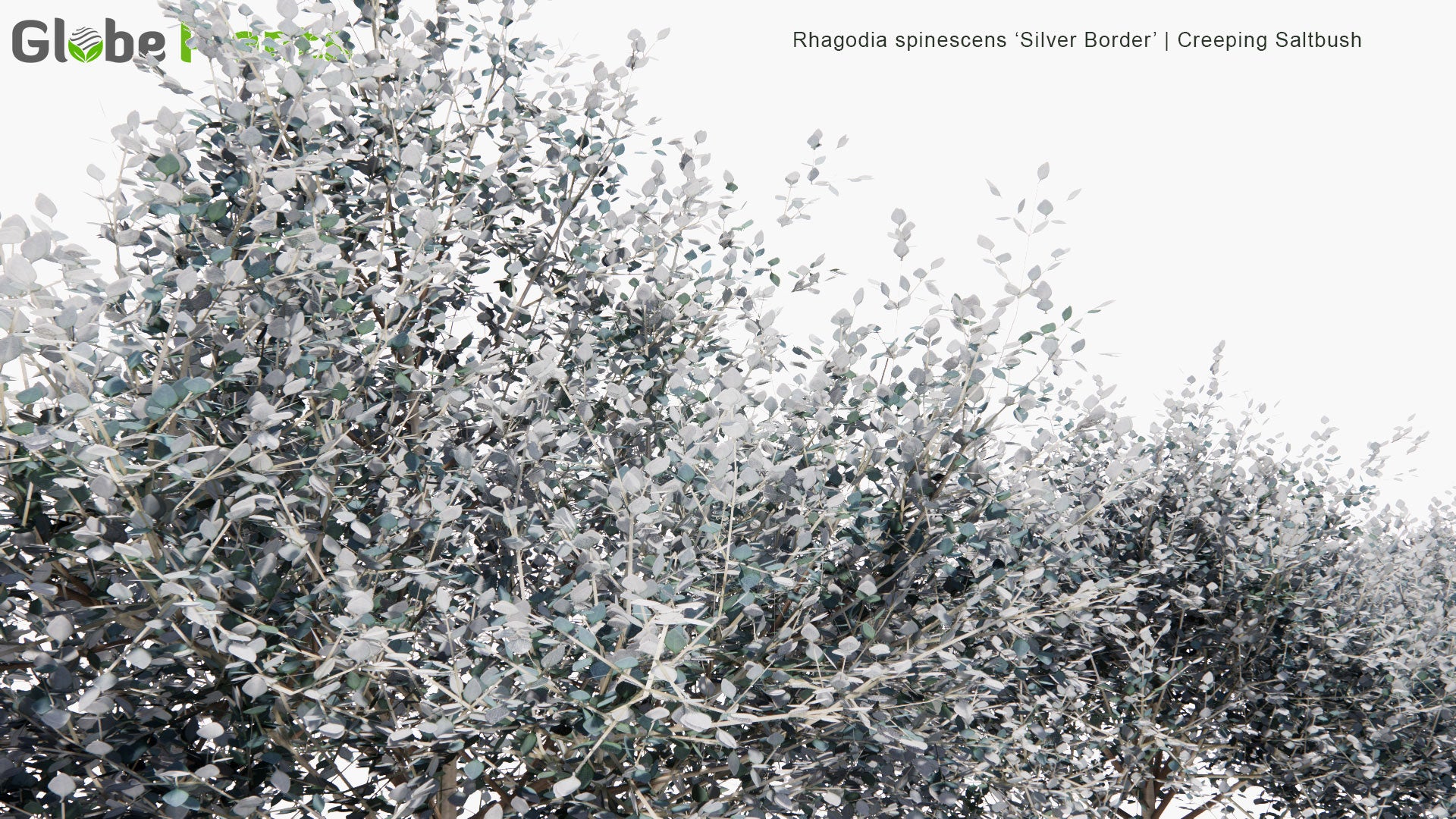 Rhagodia spinescens (Creeping Australian Saltbush)