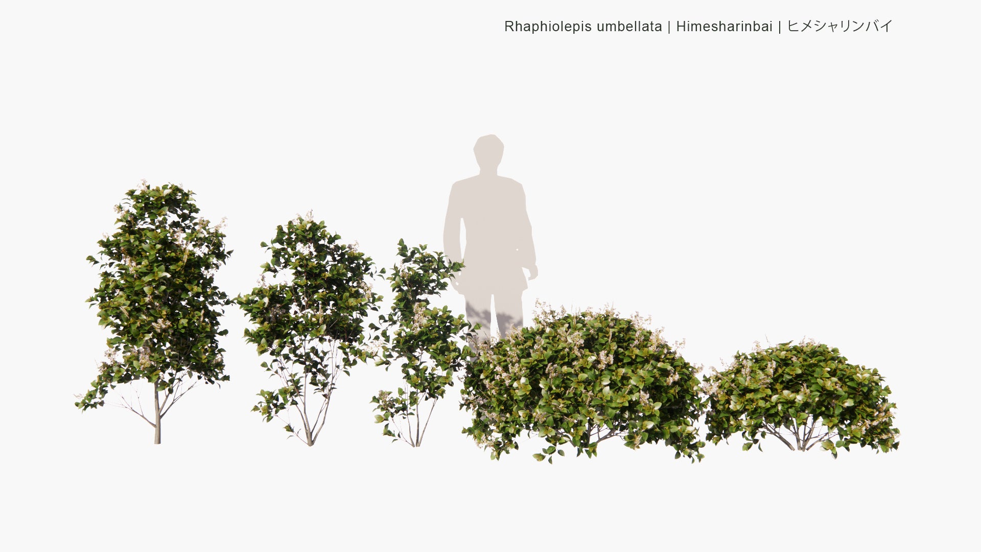 Low Poly Rhaphiolepis Umbellata - Himesharinbai, ヒメシャリンバイ (3D Model)