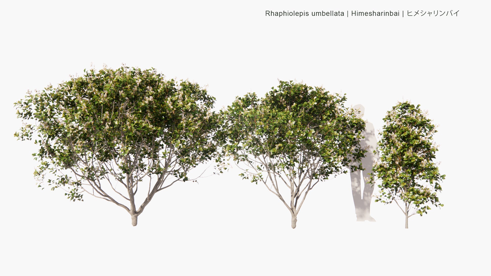 Low Poly Rhaphiolepis Umbellata - Himesharinbai, ヒメシャリンバイ (3D Model)