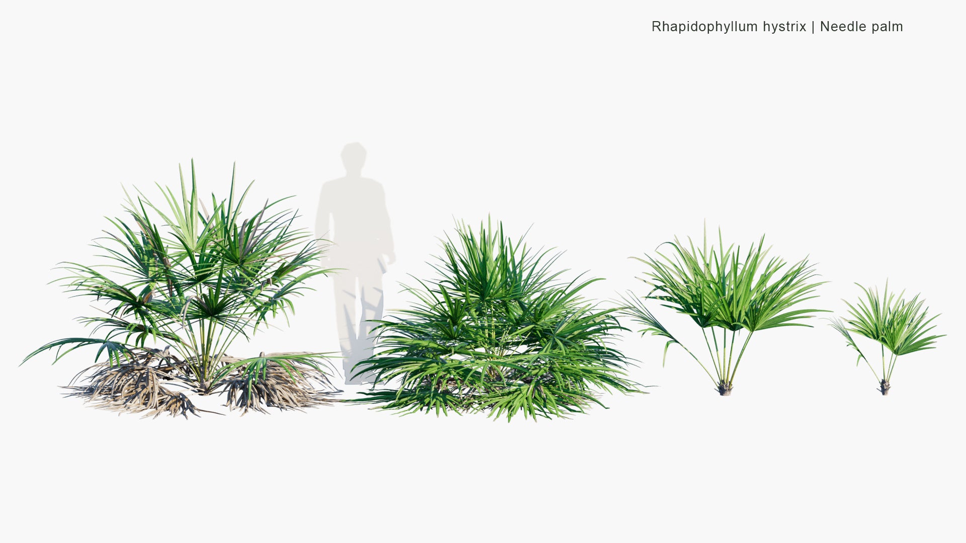 Rhapidophyllum Hystrix - Needle Palm (3D Model)