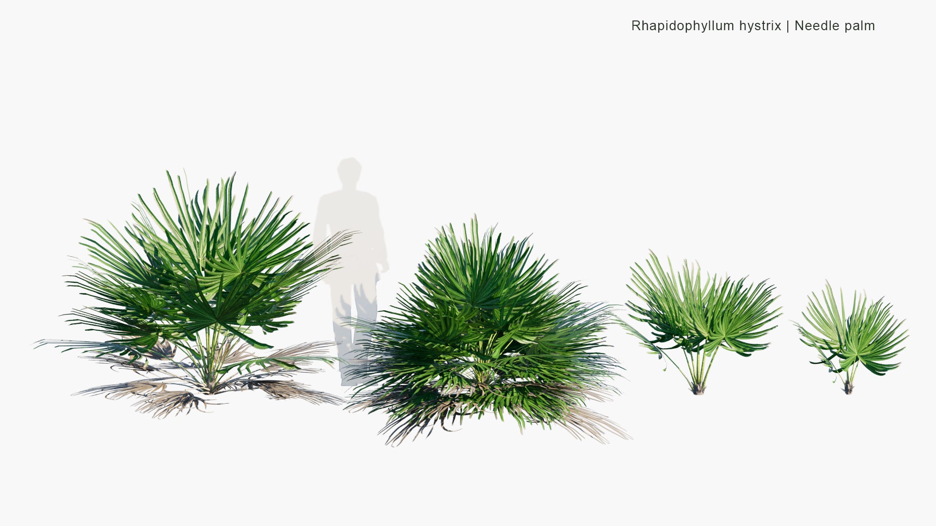 Low Poly Rhapidophyllum Hystrix - Needle Palm (3D Model)