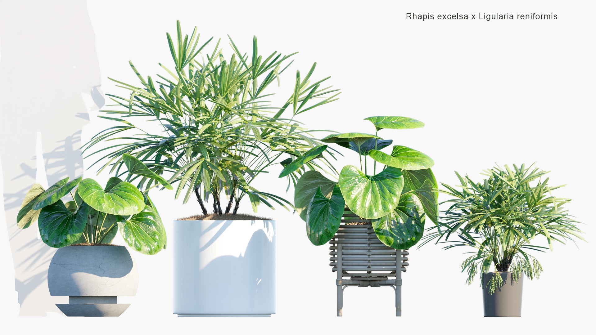 Rhapis Excelsa, Ligularia - Bamboo Palm, Leopard Plant (3D Model)