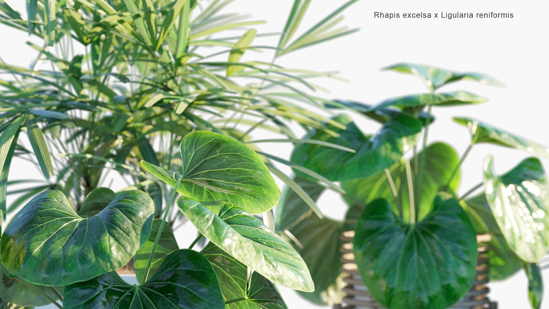 Rhapis Excelsa, Ligularia - Bamboo Palm, Leopard Plant (3D Model)