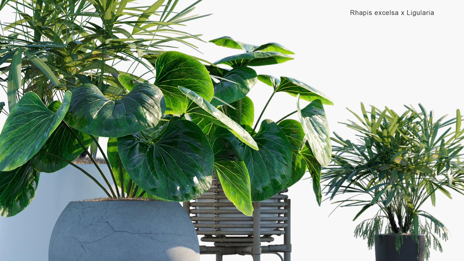 Low Poly Rhapis Excelsa, Ligularia - Bamboo Palm, Leopard Plant (3D Model)