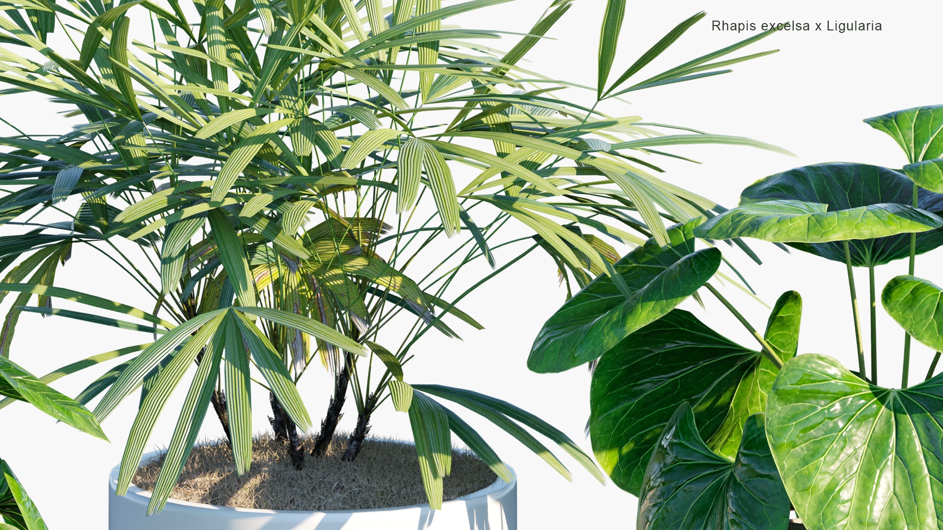 Low Poly Rhapis Excelsa, Ligularia - Bamboo Palm, Leopard Plant (3D Model)
