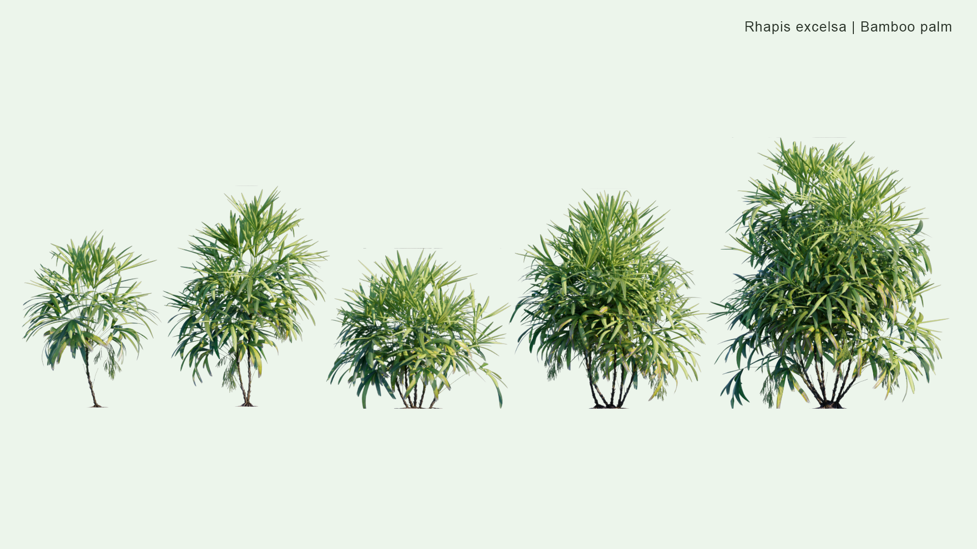 2D Rhapis Excelsa - Bamboo Palm
