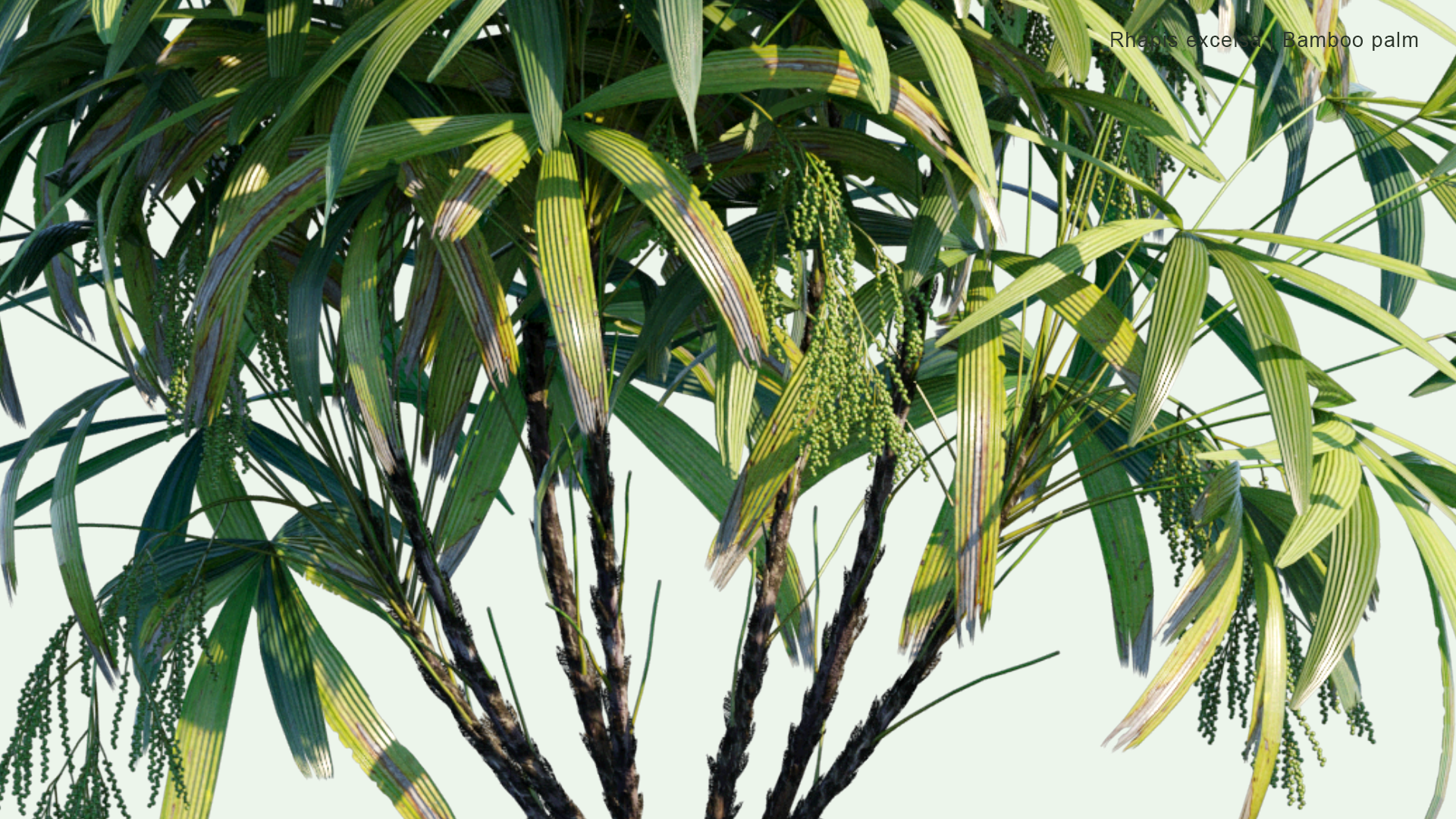 2D Rhapis Excelsa - Bamboo Palm