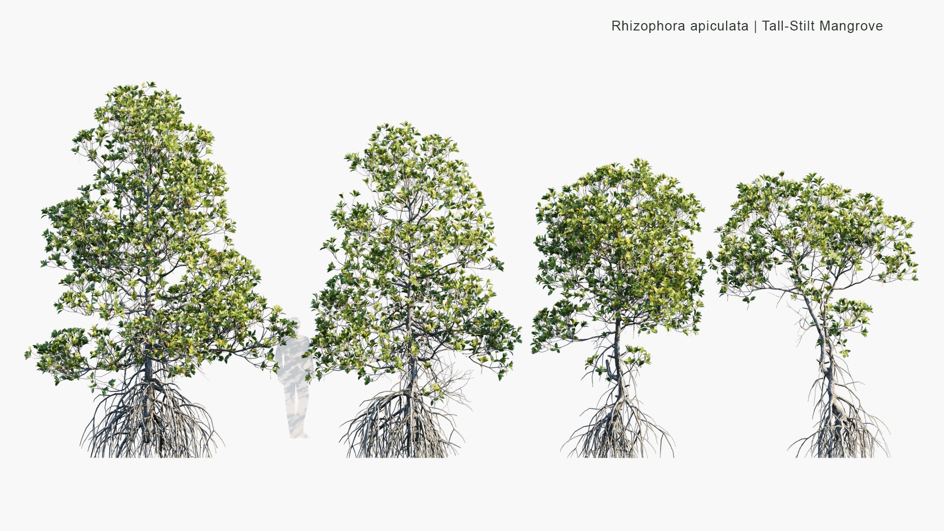 Low Poly Rhizophora Apiculata - Tall-Stilt Mangrove (3D Model)