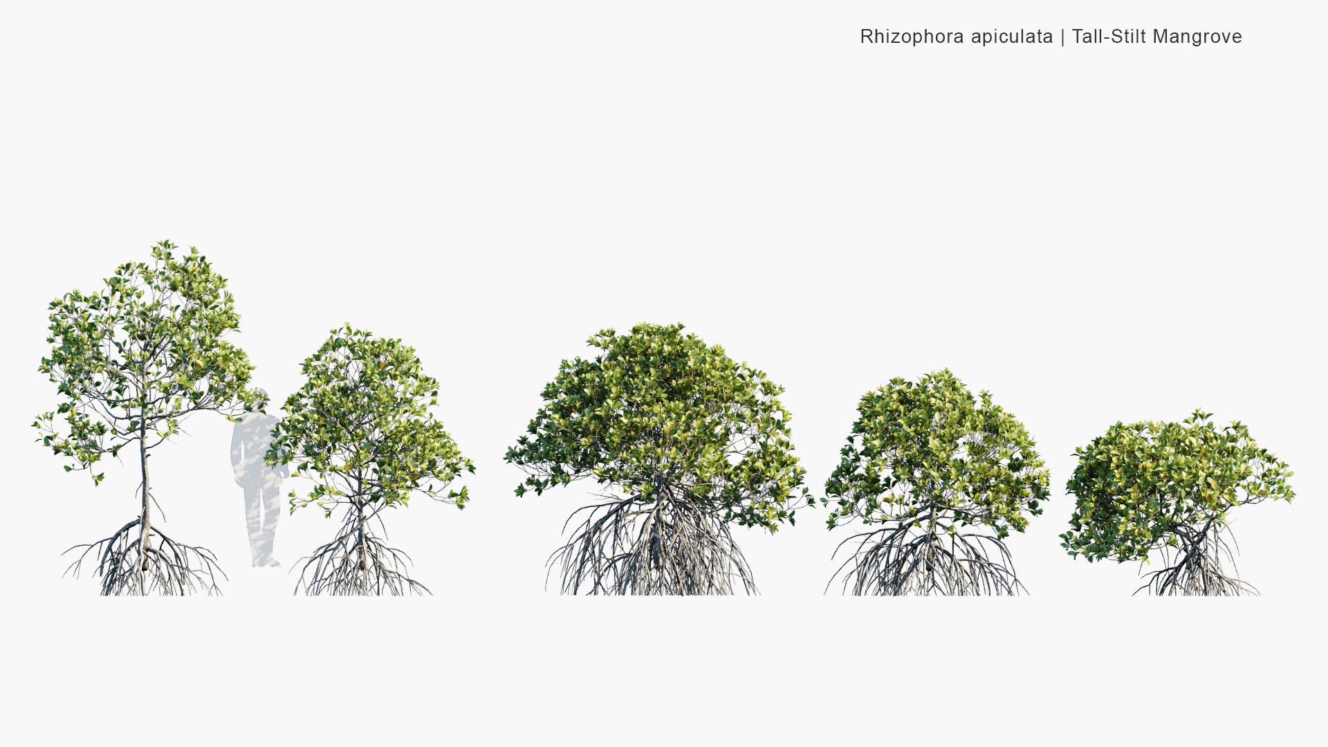 Low Poly Rhizophora Apiculata - Tall-Stilt Mangrove (3D Model)