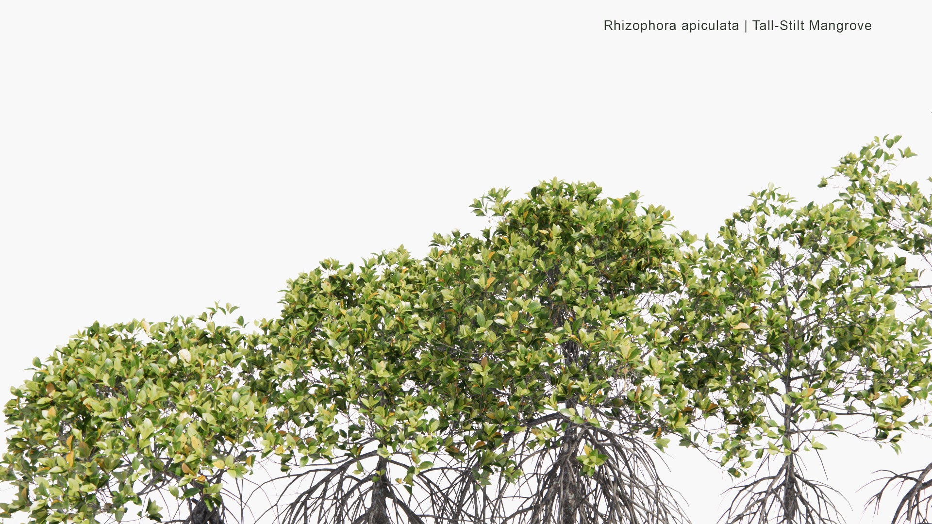 Low Poly Rhizophora Apiculata - Tall-Stilt Mangrove (3D Model)