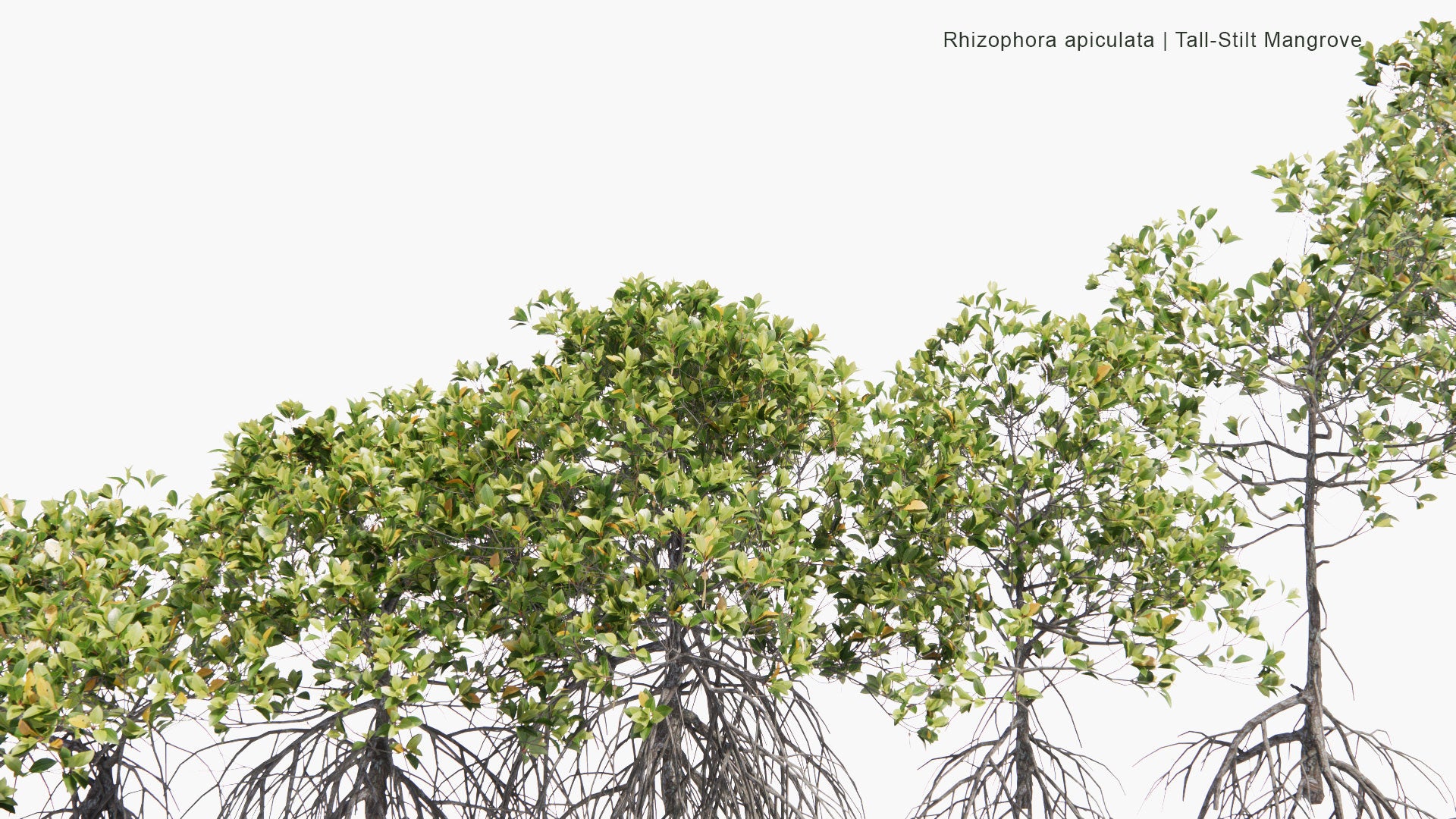 Low Poly Rhizophora Apiculata - Tall-Stilt Mangrove (3D Model)