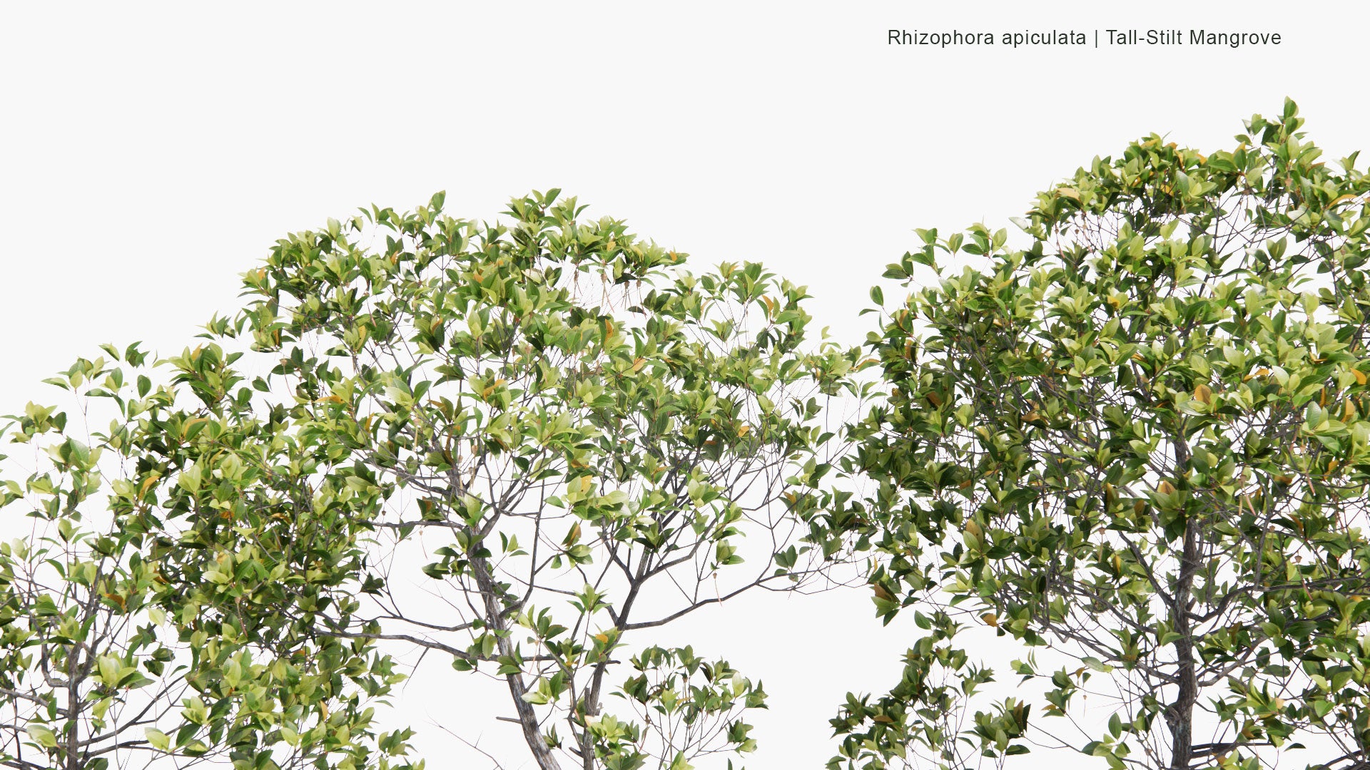 Low Poly Rhizophora Apiculata - Tall-Stilt Mangrove (3D Model)