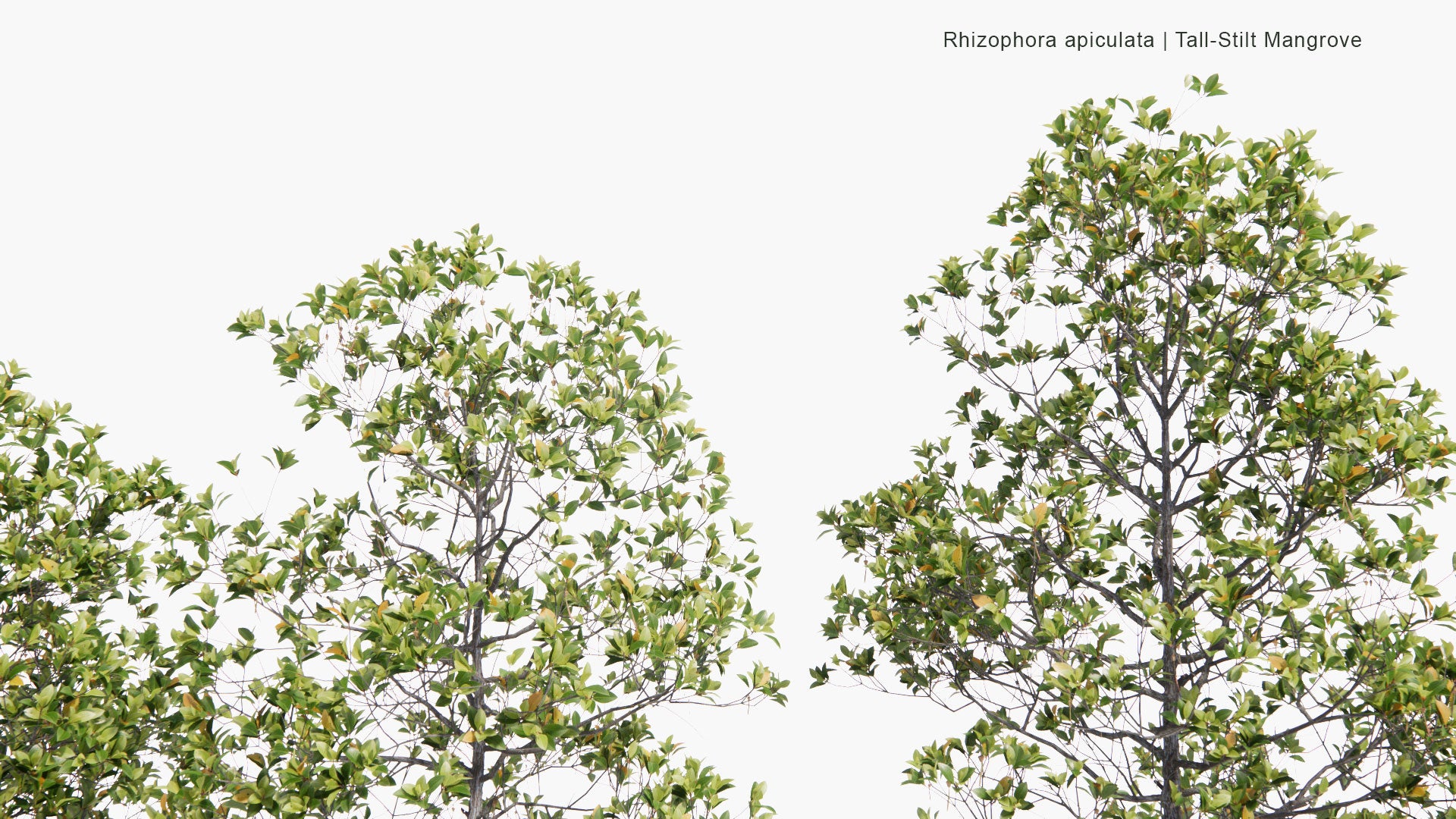 Low Poly Rhizophora Apiculata - Tall-Stilt Mangrove (3D Model)