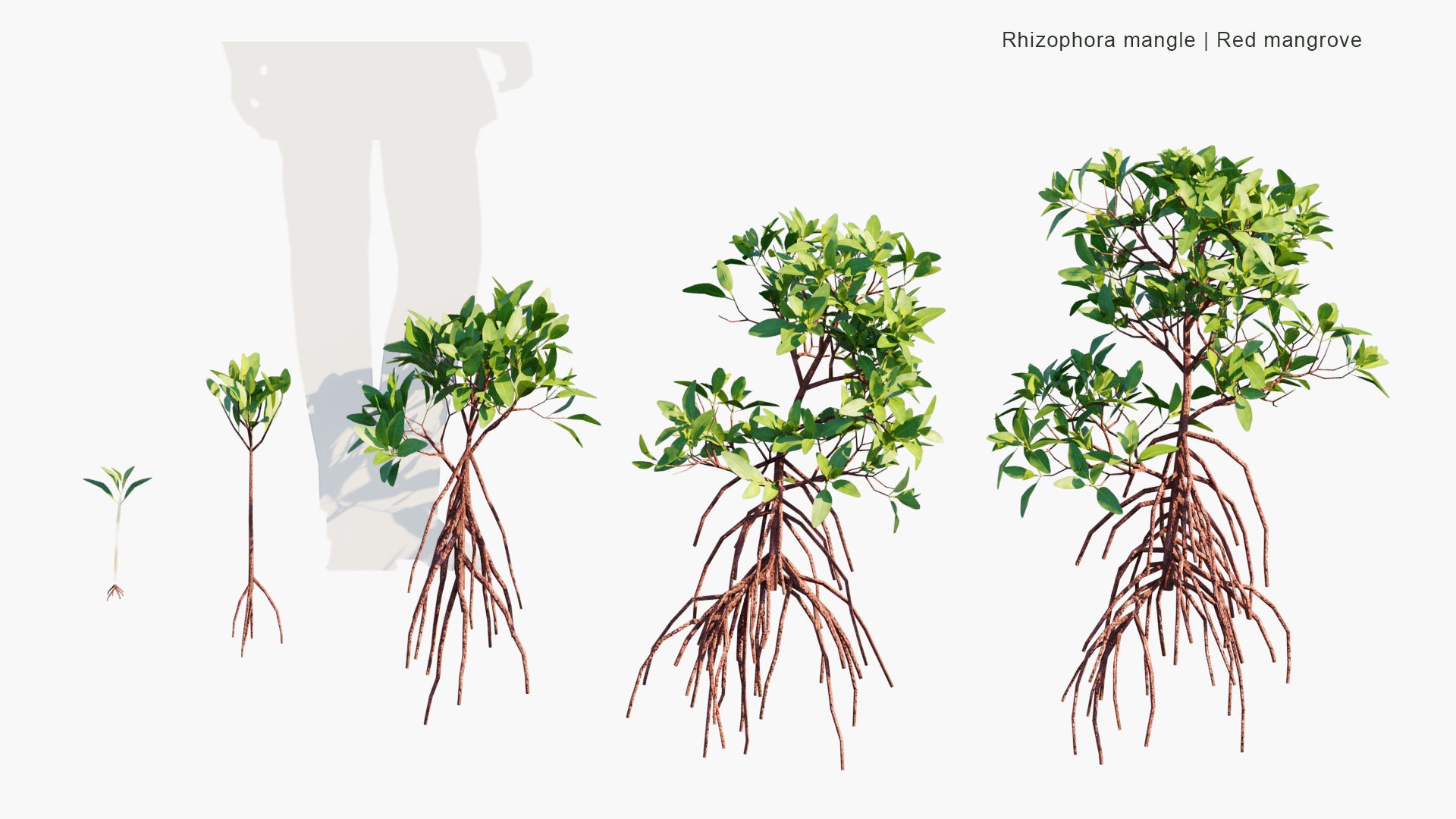 Low Poly Rhizophora Mangle - Red Mangrove (3D Model)