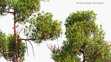 Load image into Gallery viewer, Rhizophora Mangle - Red Mangrove
