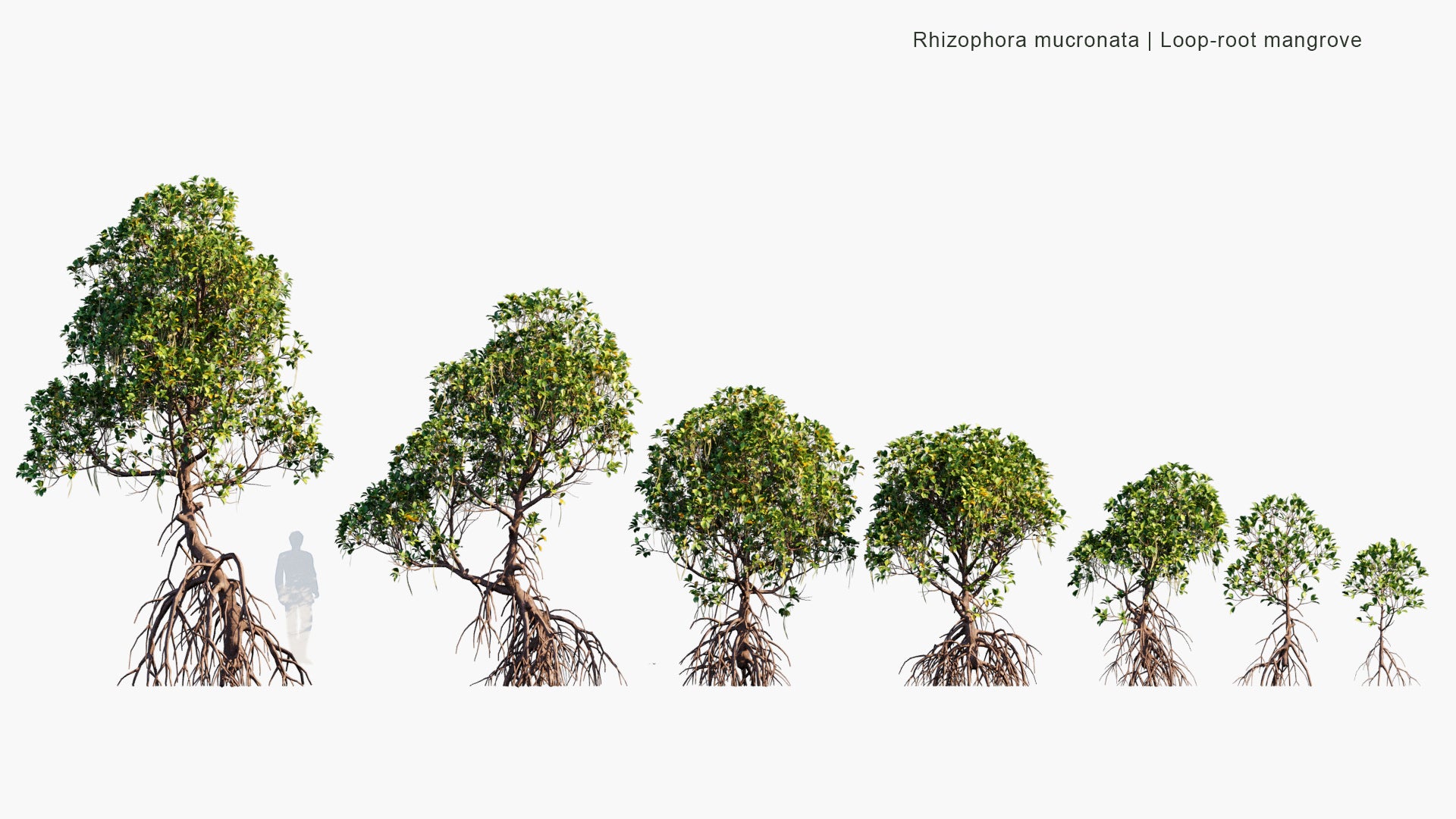 Low Poly Rhizophora Mucronata - Loop-Root Mangrove, Red Mangrove, Asiatic Mangrove (3D Model)