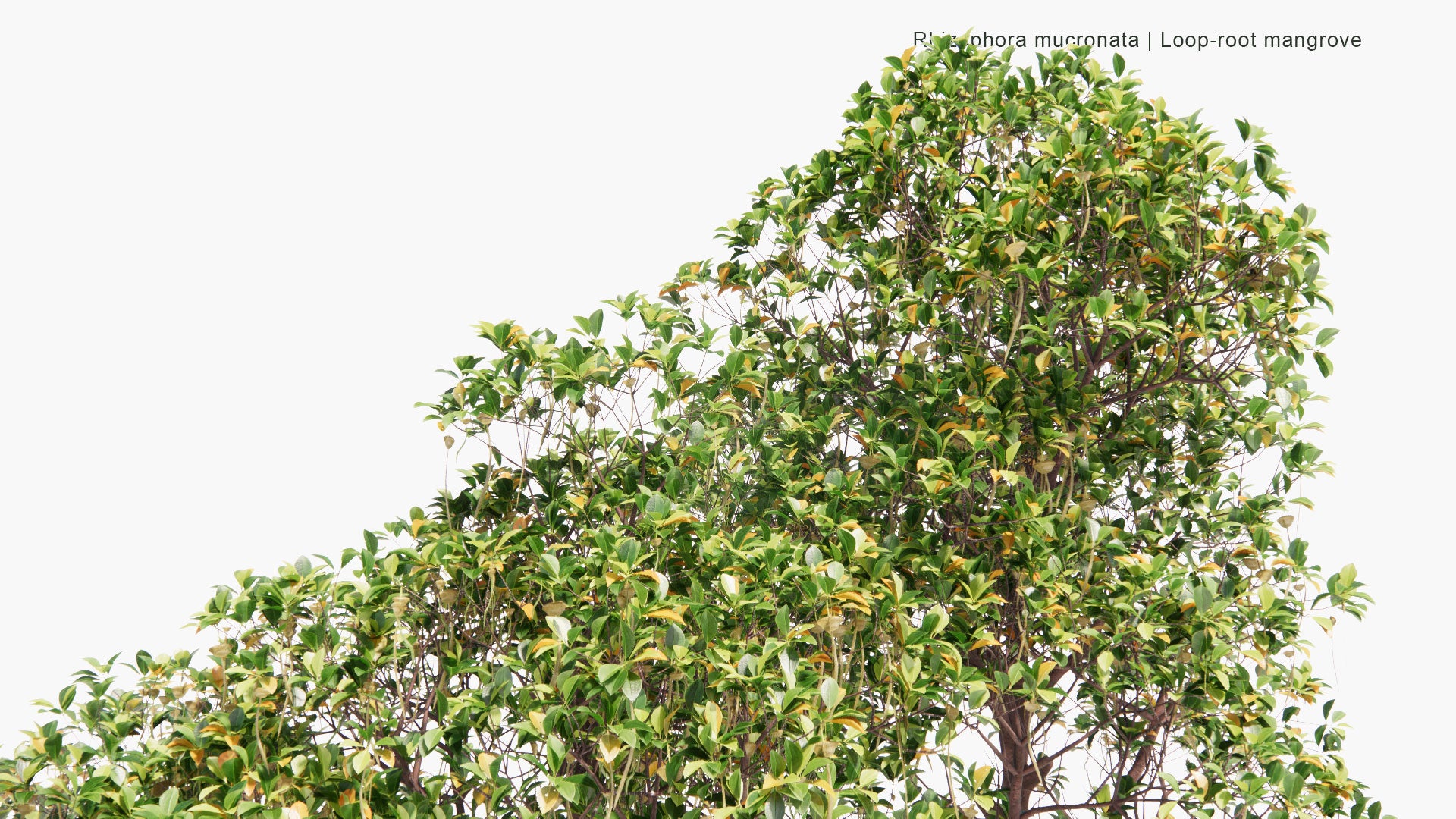 Low Poly Rhizophora Mucronata - Loop-Root Mangrove, Red Mangrove, Asiatic Mangrove (3D Model)