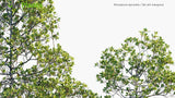 Load image into Gallery viewer, Rhizophora Apiculata - Tall-Stilt Mangrove