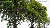 Load image into Gallery viewer, Rhizophora Mucronata - Loop-Root Mangrove, Red Mangrove, Asiatic Mangrove