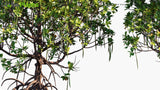 Load image into Gallery viewer, Rhizophora Mucronata - Loop-Root Mangrove, Red Mangrove, Asiatic Mangrove