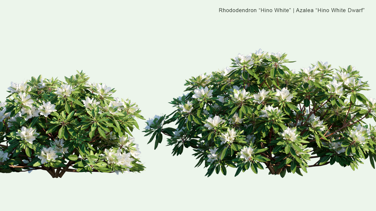 2D | Rhododendron 