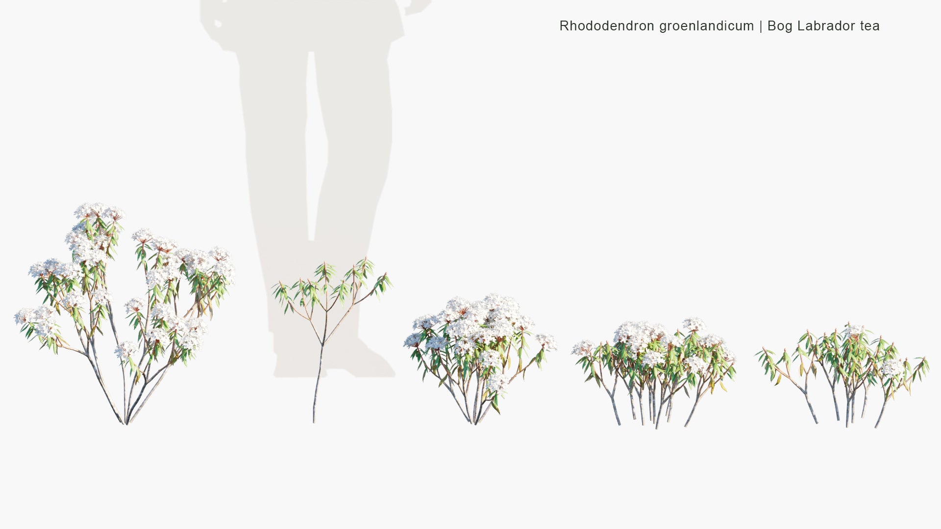 Rhododendron Groenlandicum - Bog Labrador Tea, Muskeg Tea, Swamp Tea, Hudson's Bay Tea (3D Model)