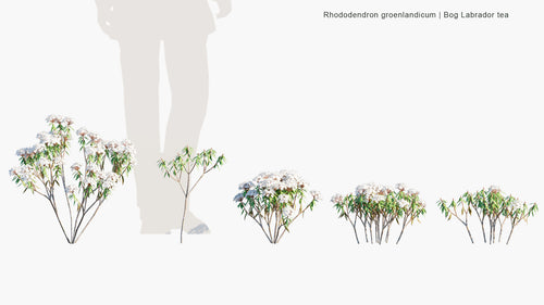 Rhododendron Groenlandicum 