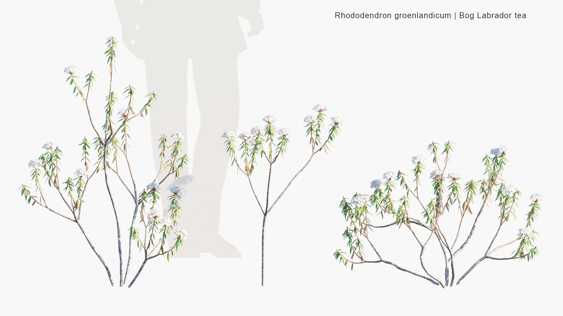 Rhododendron Groenlandicum - Bog Labrador Tea, Muskeg Tea, Swamp Tea, Hudson's Bay Tea (3D Model)