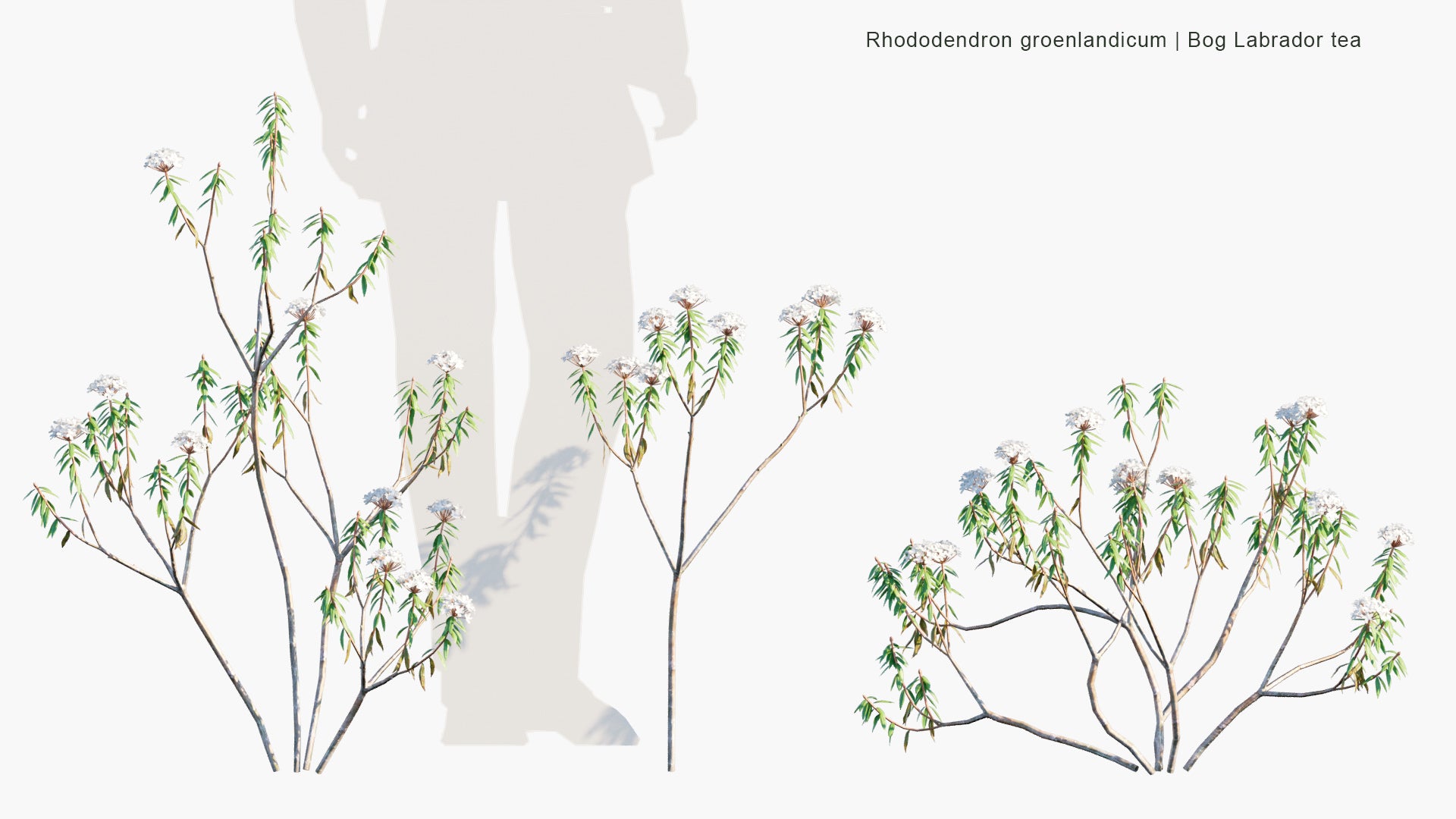 Low Poly Rhododendron Groenlandicum - Bog Labrador Tea, Muskeg Tea, Swamp Tea, Hudson's Bay Tea (3D Model)