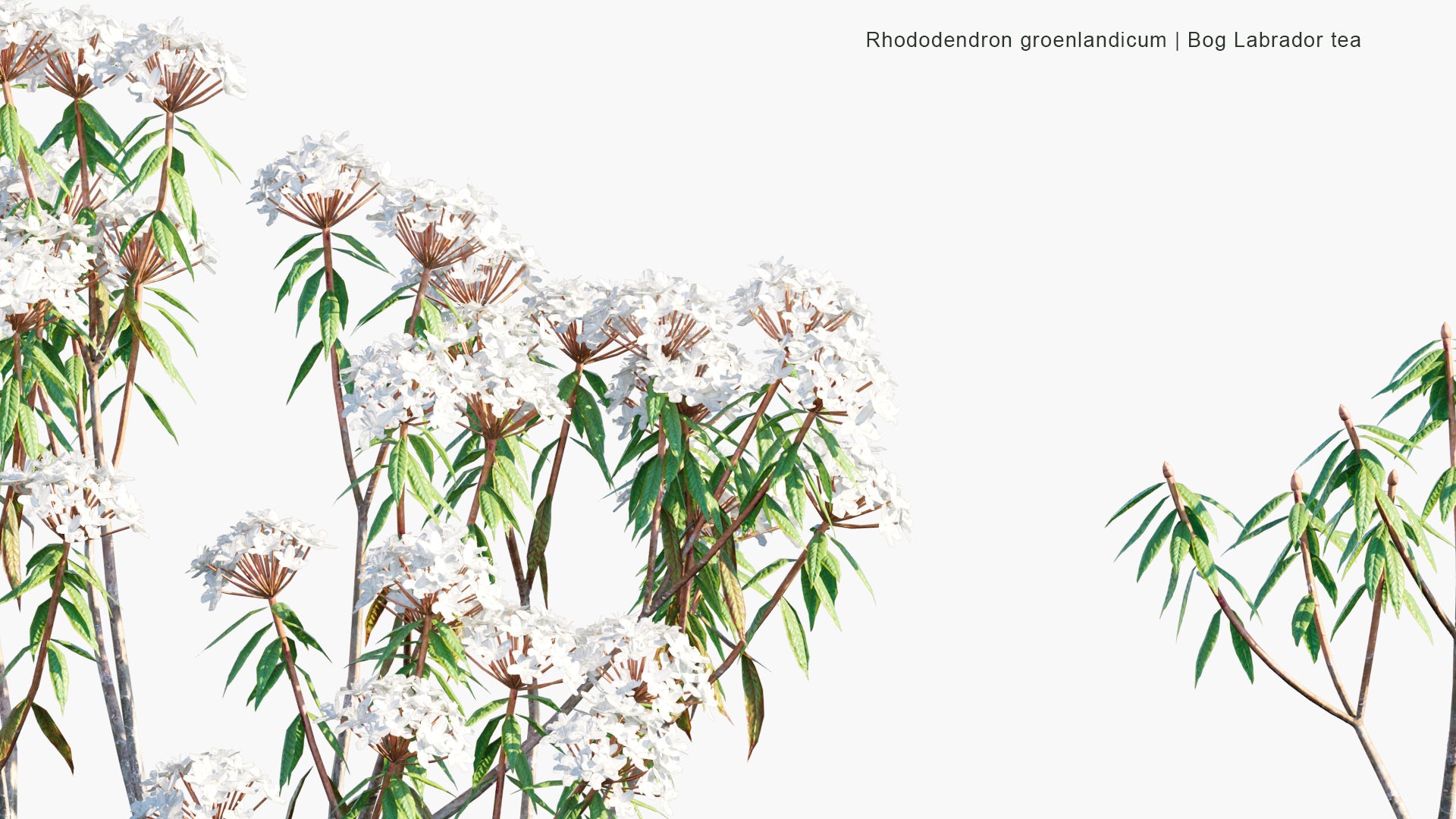 Low Poly Rhododendron Groenlandicum - Bog Labrador Tea, Muskeg Tea, Swamp Tea, Hudson's Bay Tea (3D Model)