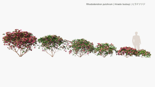 Rhododendron Pulchrum