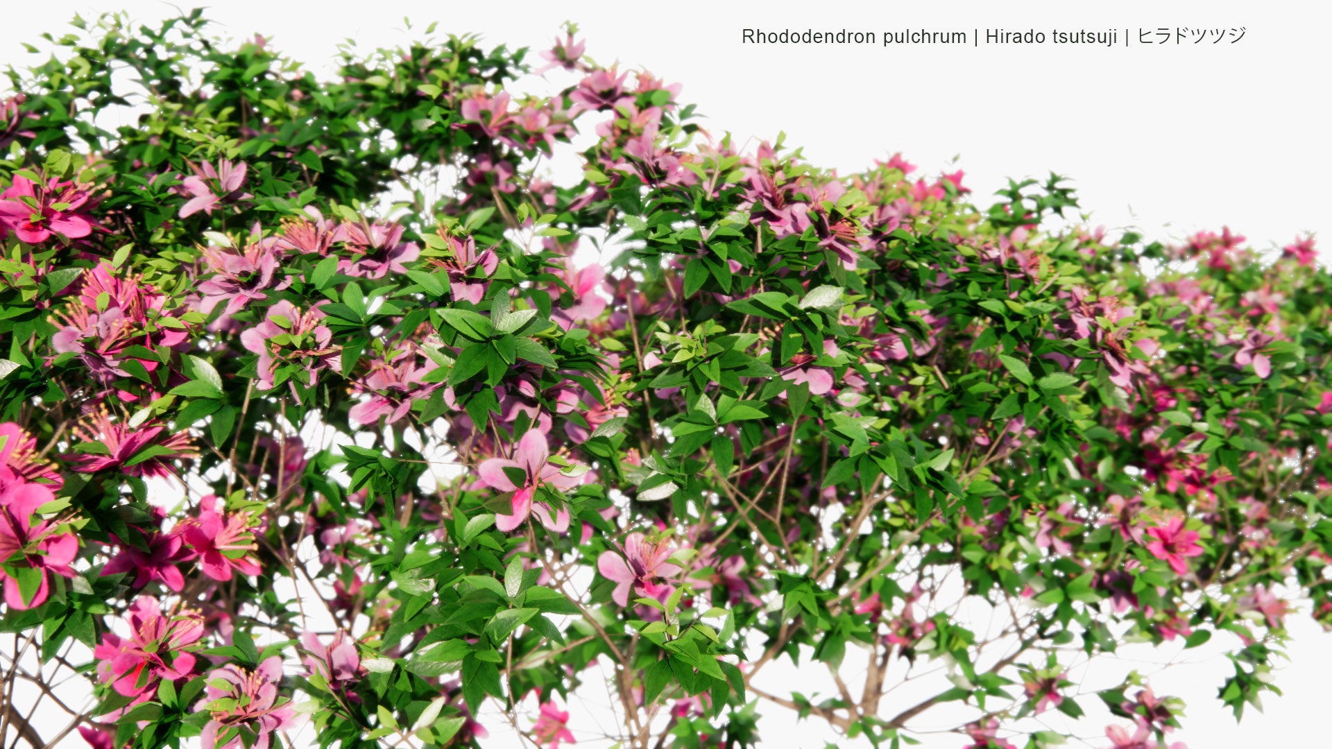 Low Poly Rhododendron Pulchrum - Hiradotsutsuji , 锦绣杜鹃, ヒラドツツジ (3D Model)