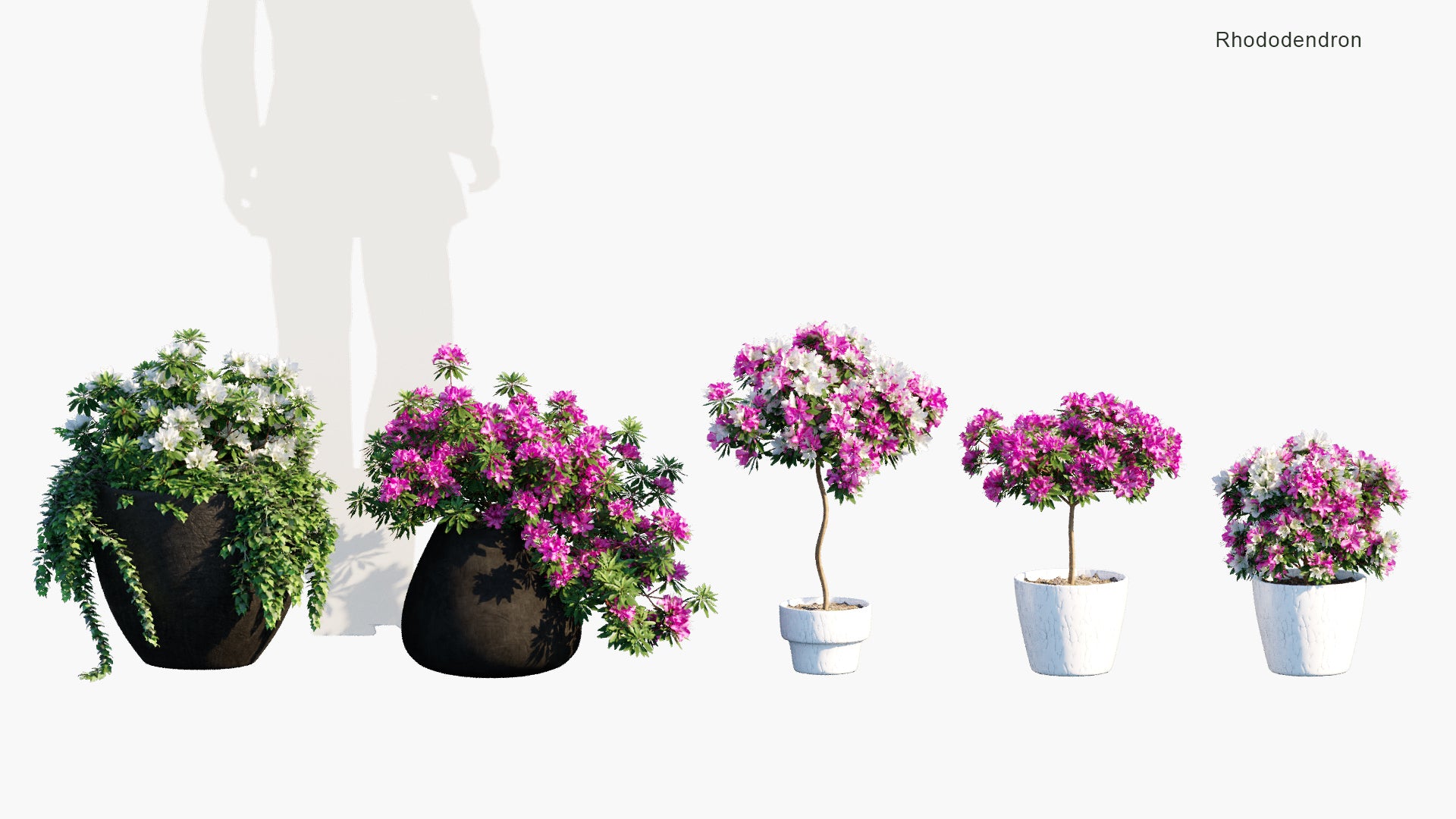 Low Poly Rhododendron - Azalea (3D Model)