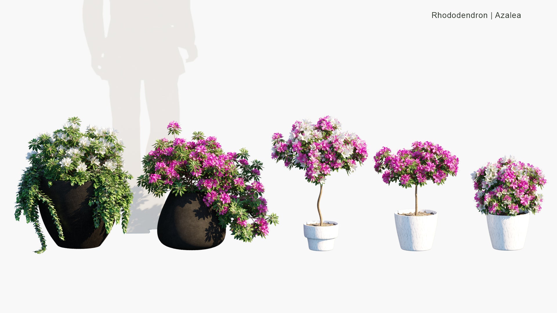 Rhododendron - Azalea (3D Model)