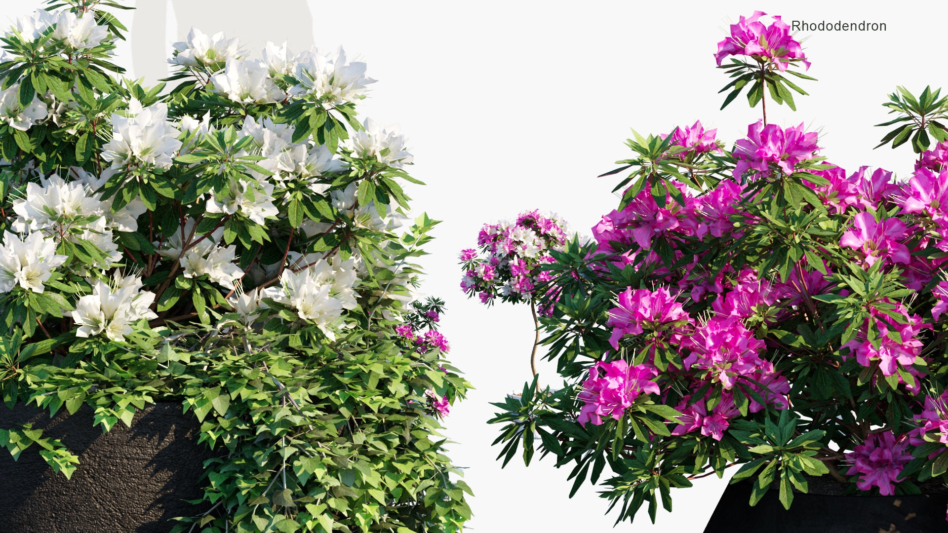 Low Poly Rhododendron - Azalea (3D Model)