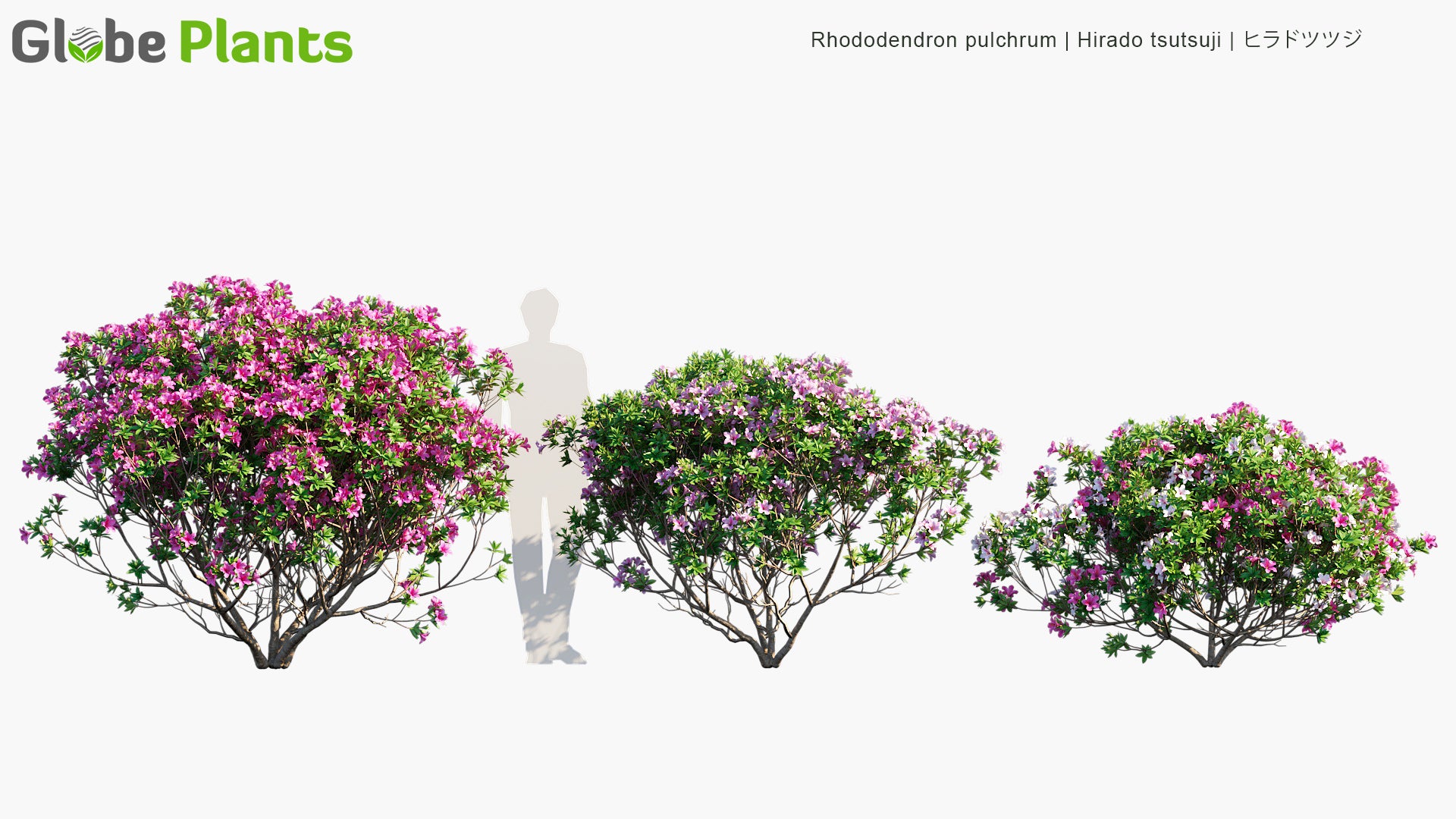 Rhododendron Pulchrum - Hiradotsutsuji, 锦绣杜鹃, ヒラドツツジ