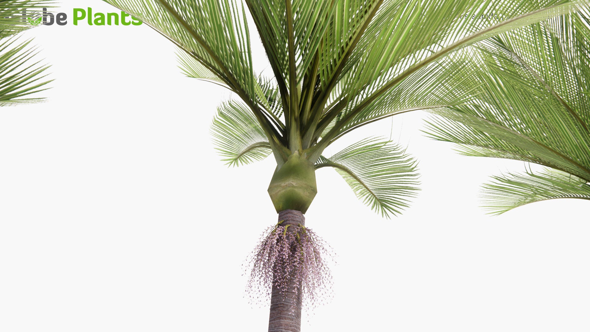 Low Poly Rhopalostylis Sapida - Nikau Palm (3D Model)