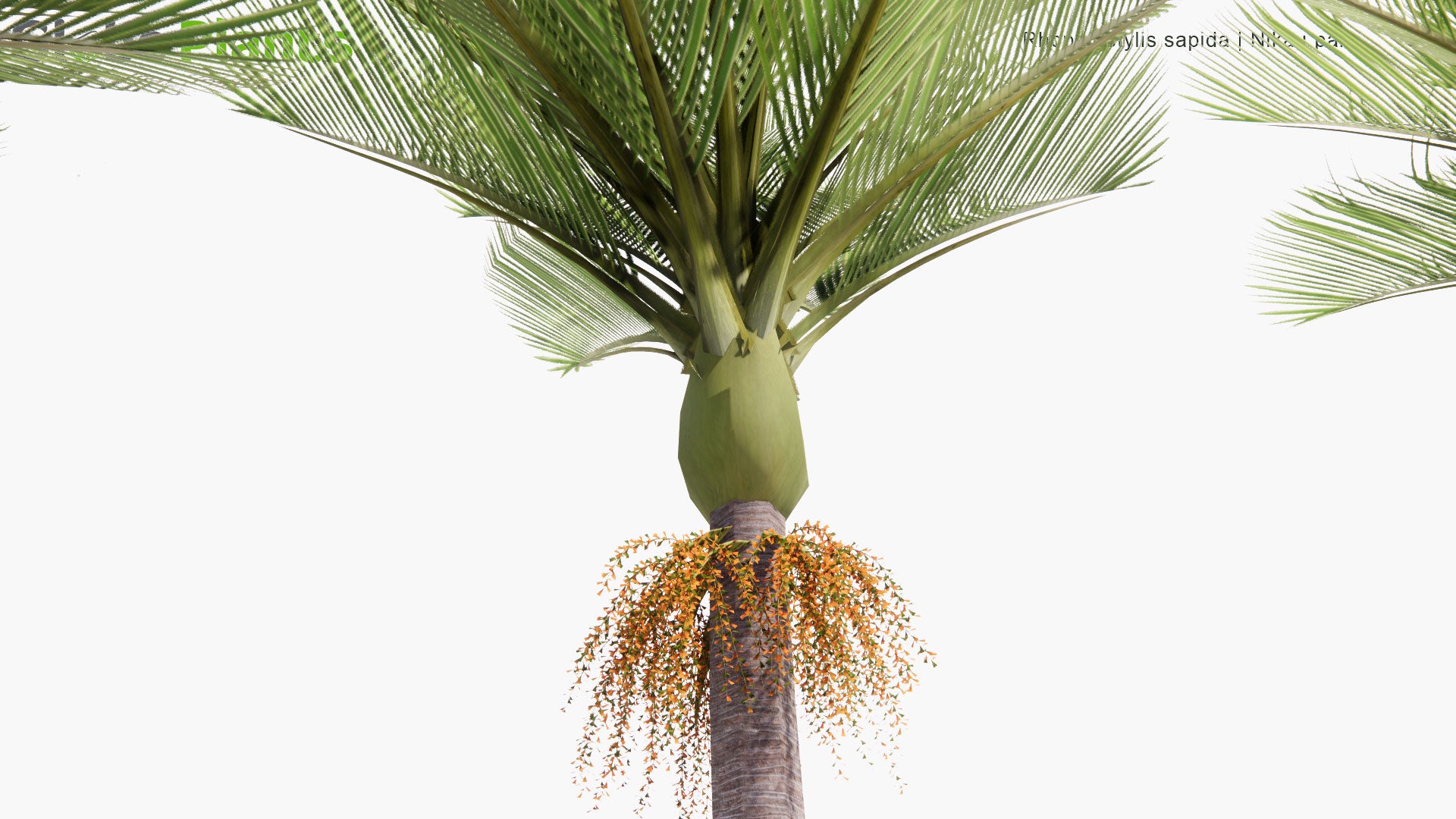 Low Poly Rhopalostylis Sapida - Nikau Palm (3D Model)
