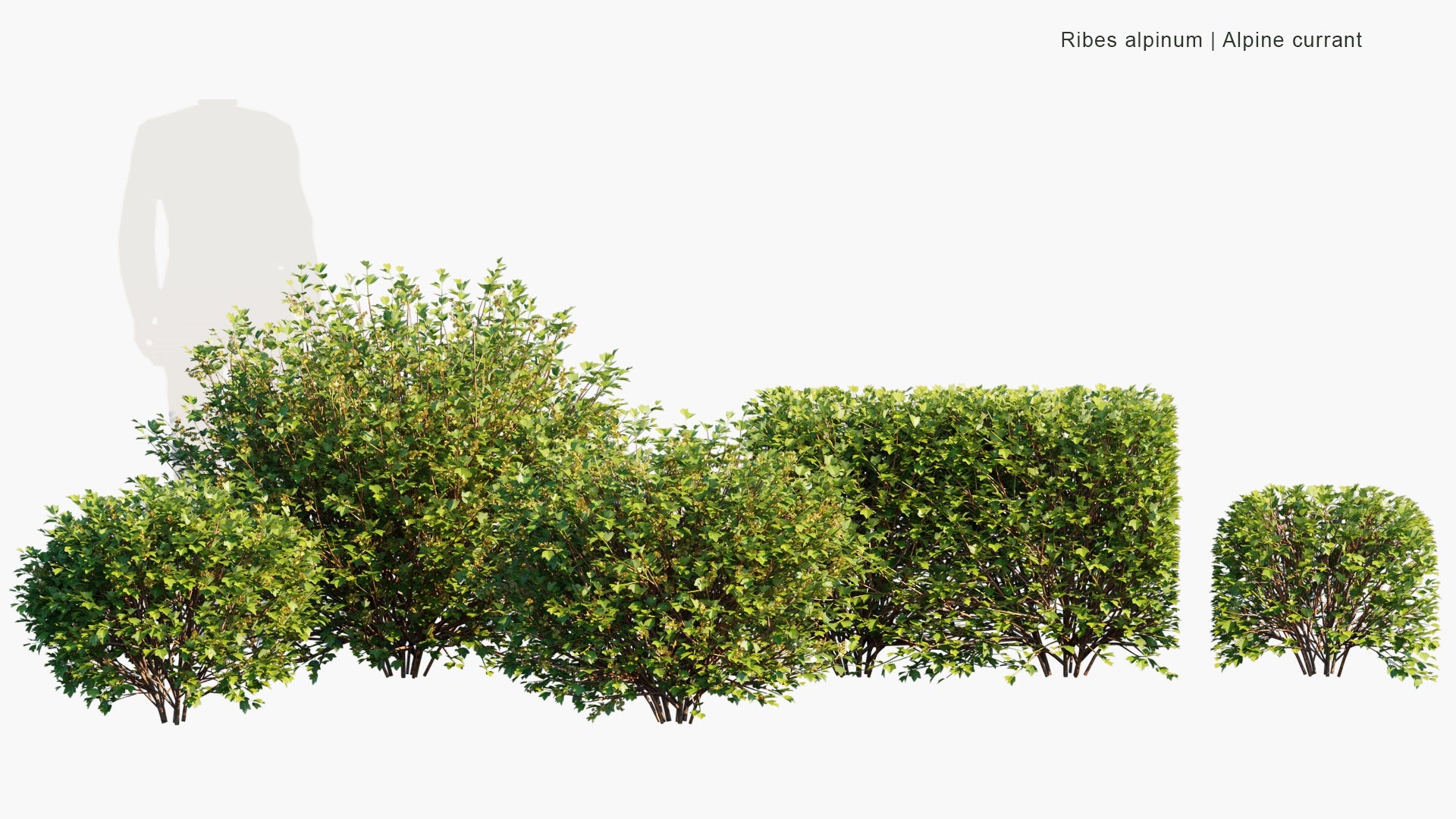 Ribes Alpinum - Mountain Currant, Alpine Currant (3D Model)