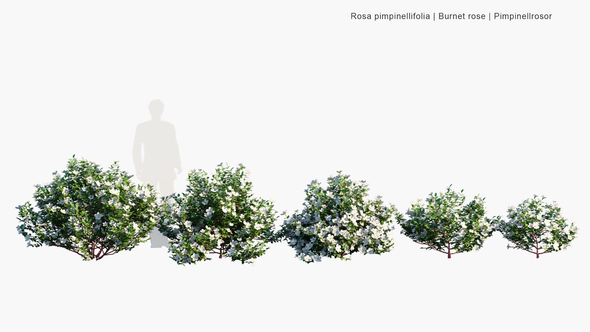 Low Poly | Rosa Pimpinellifolia (Burnet Rose) 3D Model - GlobePlants