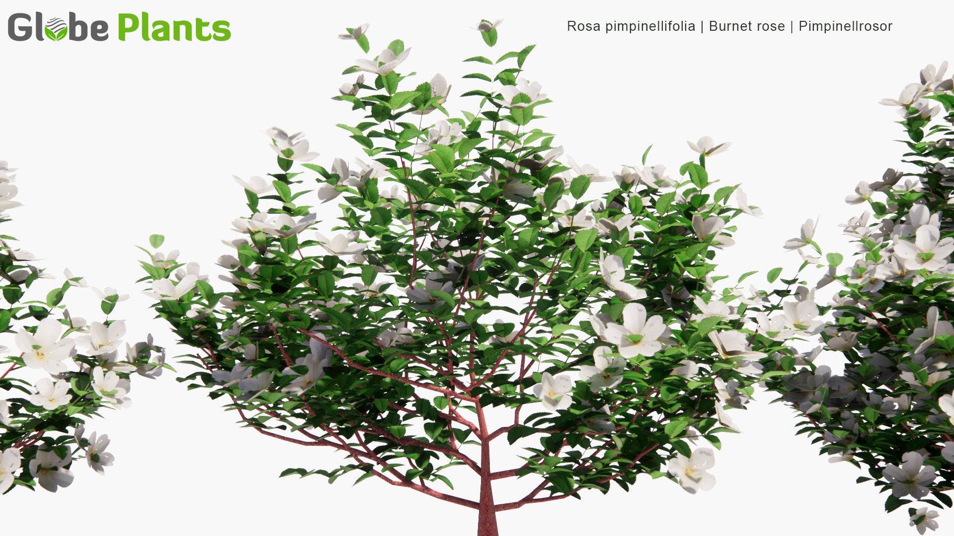 Low Poly Rosa Pimpinellifolia - Burnet Rose, Pimpinellrosor (3D Model)