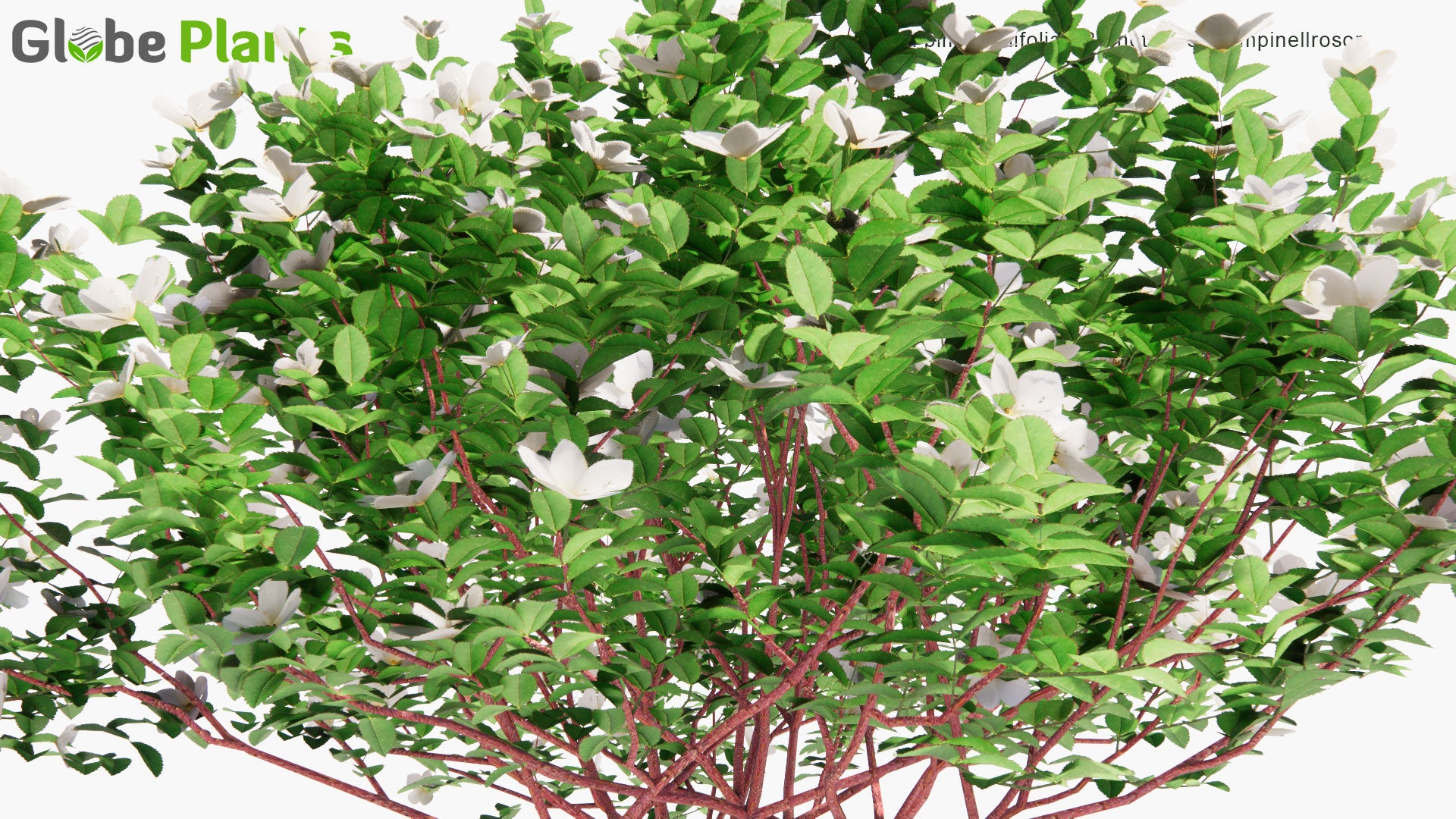 Low Poly Rosa Pimpinellifolia - Burnet Rose, Pimpinellrosor (3D Model)