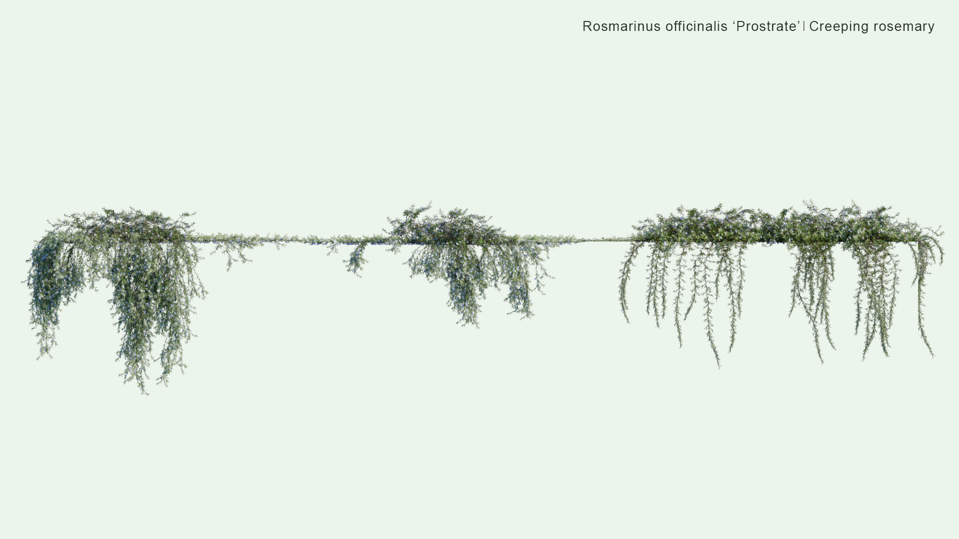2D Rosmarinus Officinalis 'Prostrate' - Creeping Rosemary