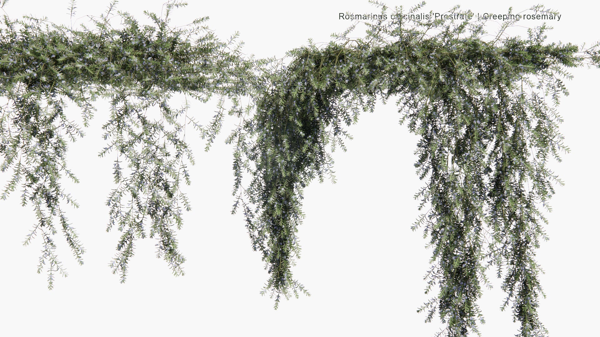 Low Poly Rosmarinus Officinalis 'Prostrate' - Creeping Rosemary (3D Model)