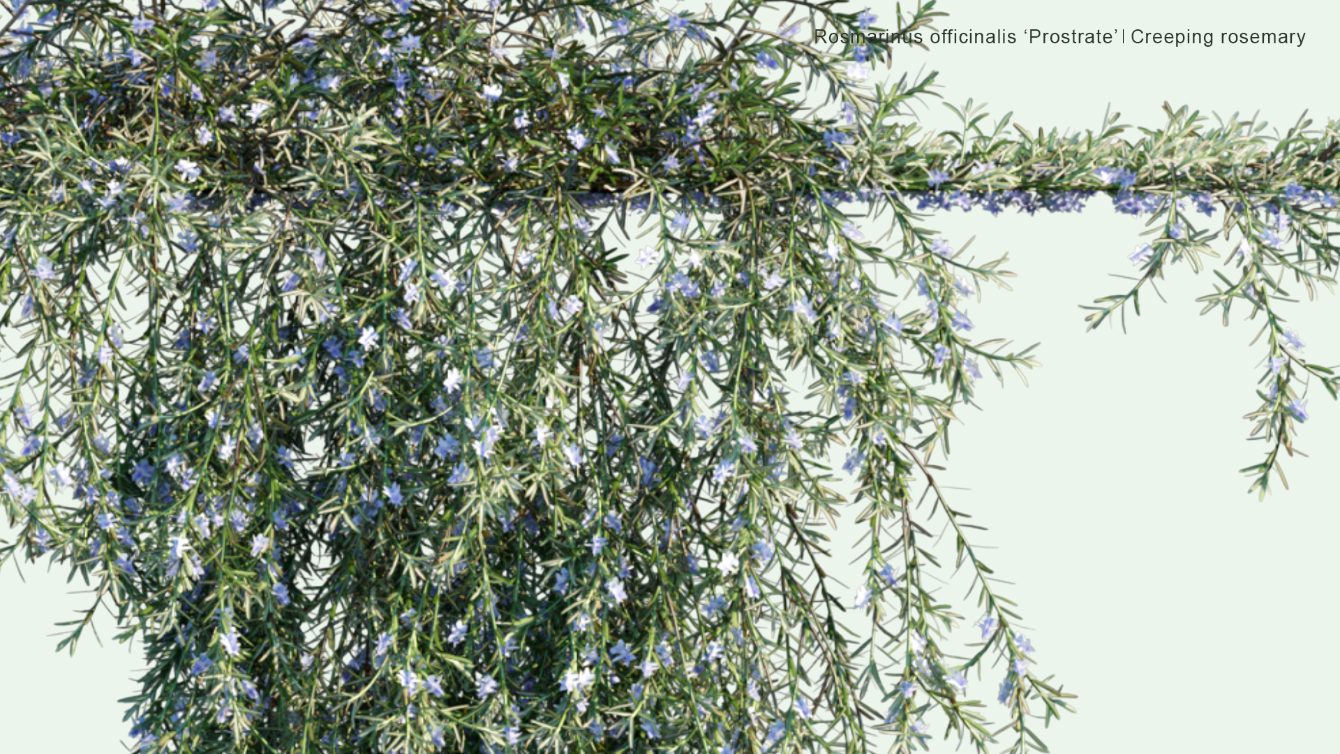 2D Rosmarinus Officinalis 'Prostrate' - Creeping Rosemary