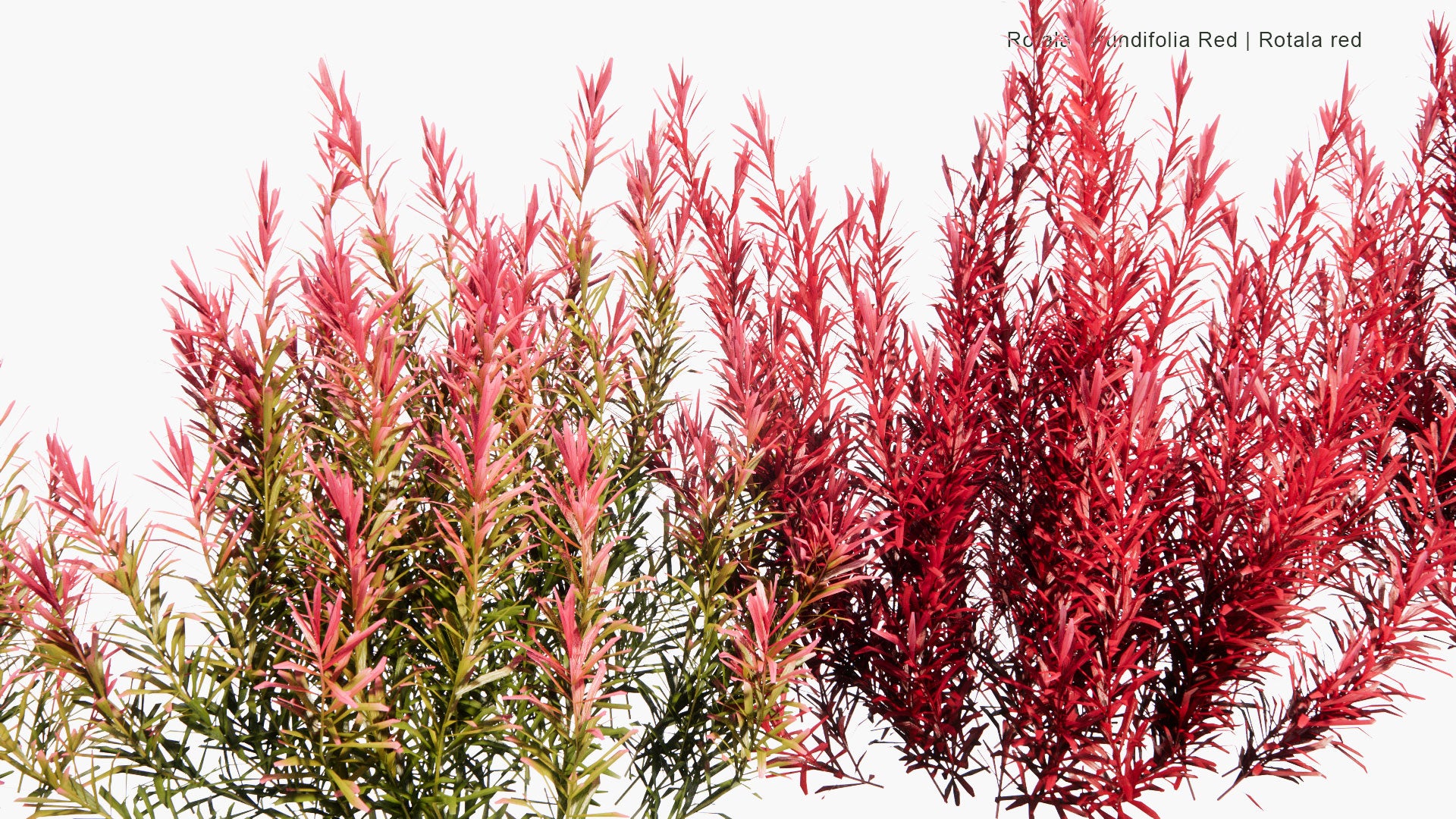 Low Poly Rotala Rotundifolia 'Red' - Rotala Red (3D Model)