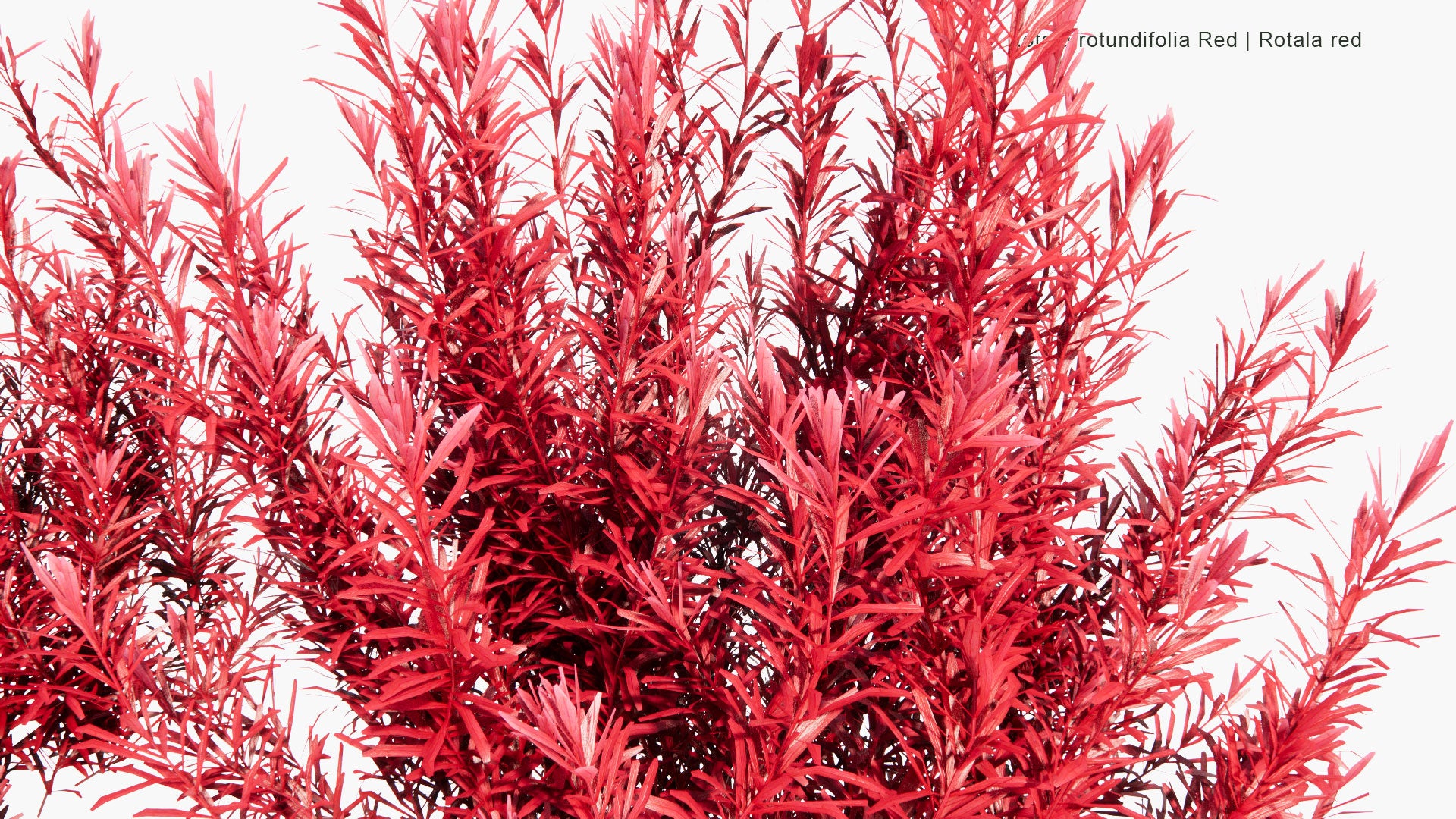 Low Poly Rotala Rotundifolia 'Red' - Rotala Red (3D Model)