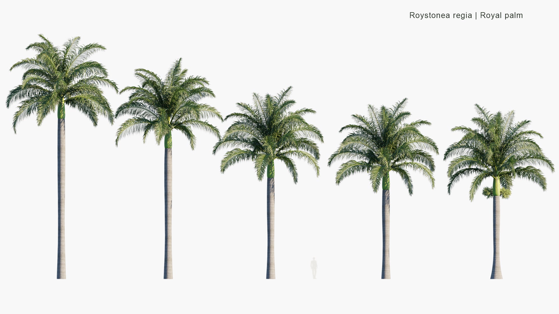 Roystonea Regia - Cuban Royal Palm, Florida Royal Palm (3D Model)